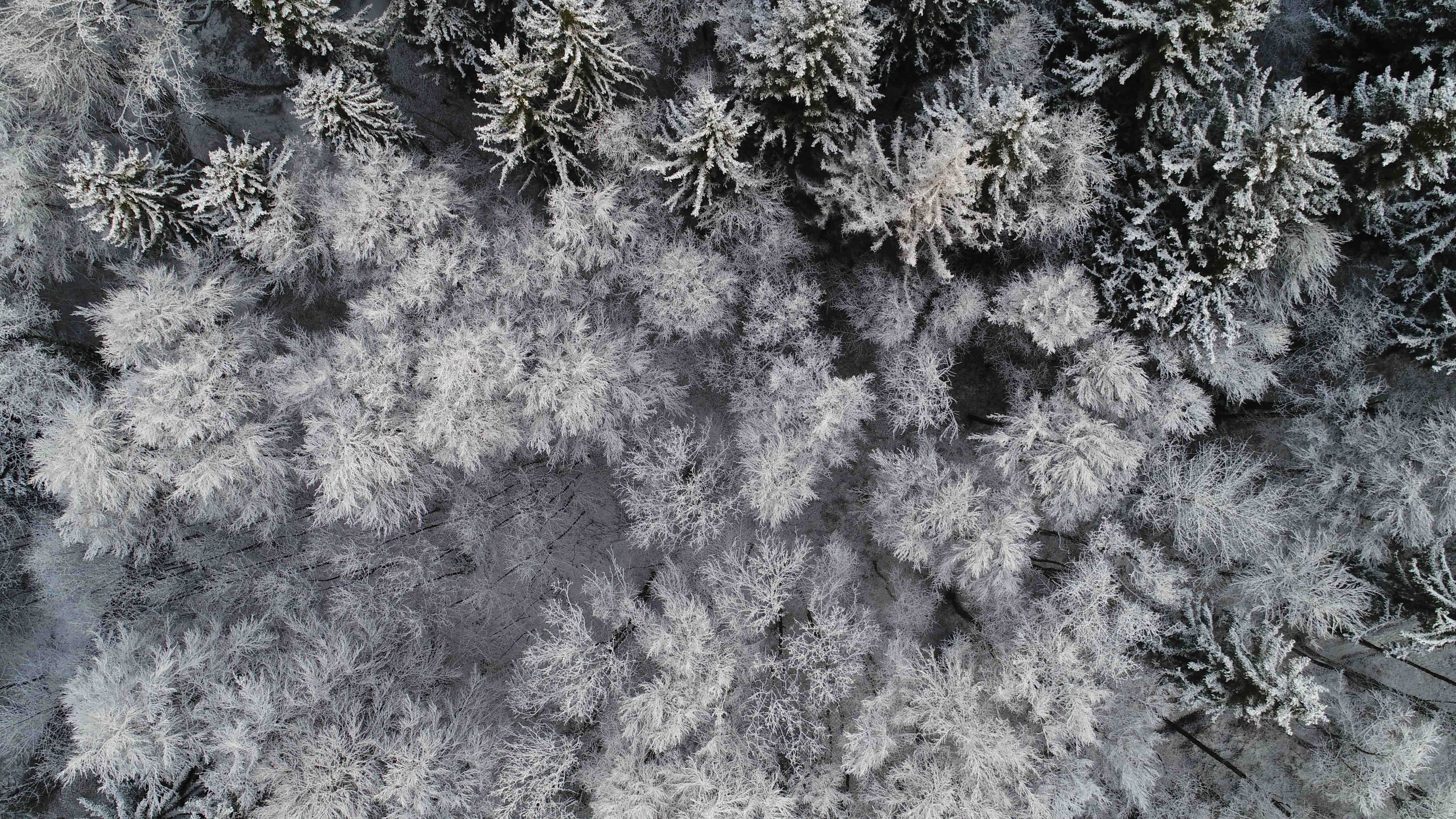 Photo pris de dessus d'une foret de Cottens