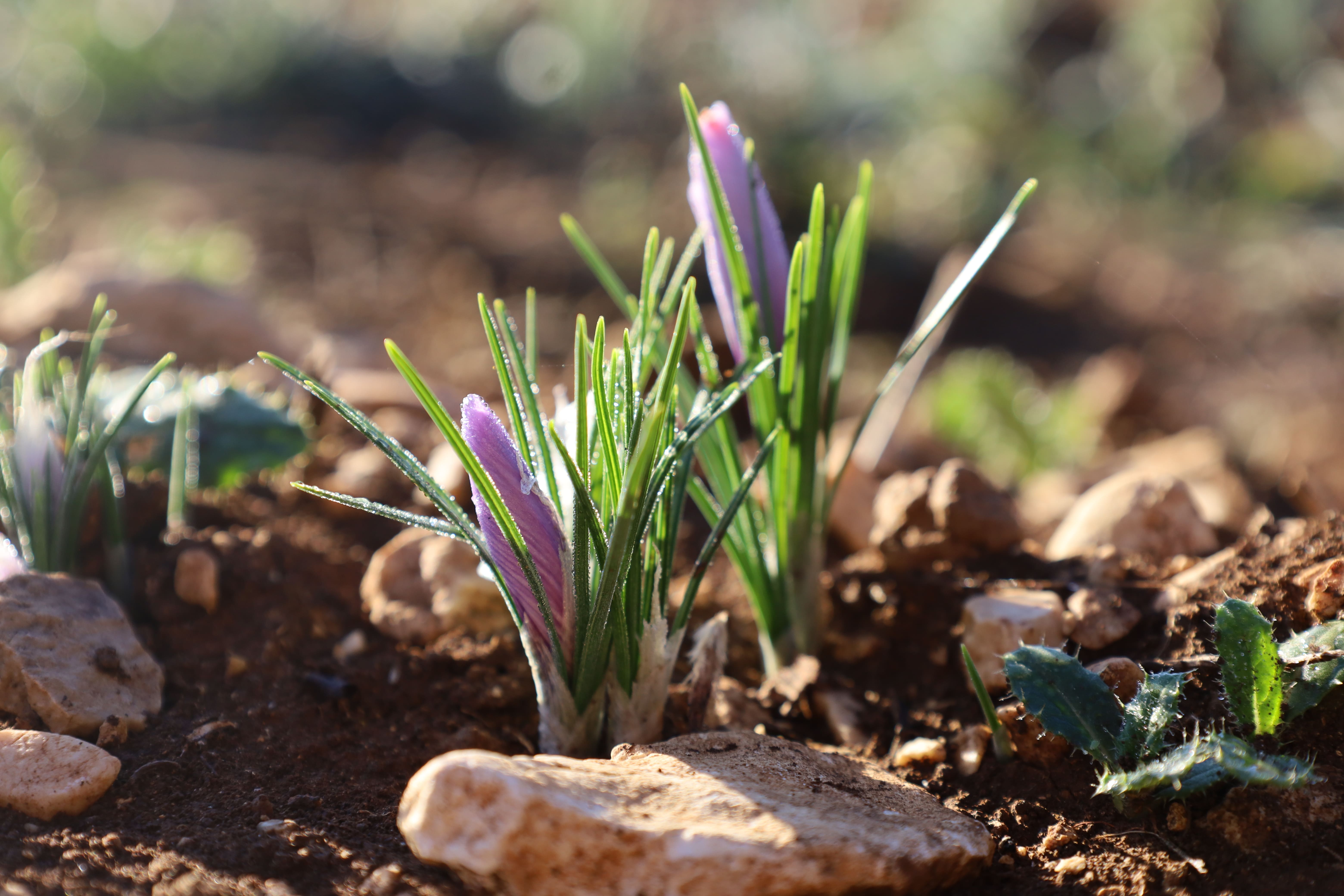 Fleur Safran Italie